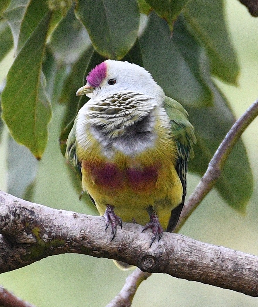 Cook Islands Fruit-Dove - ML623694053