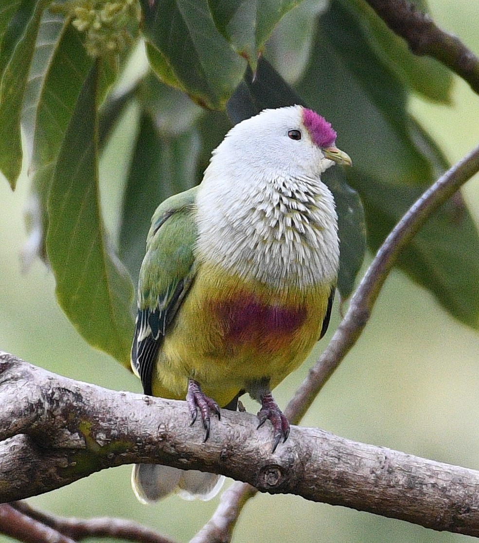 Cook Islands Fruit-Dove - A cactus wren