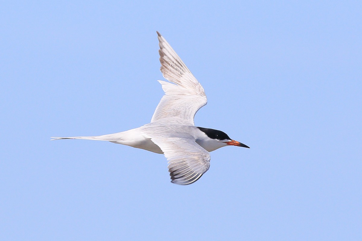 Forster's Tern - ML623694060