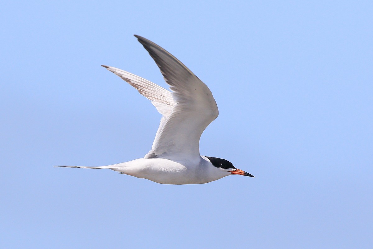 Forster's Tern - Sean Smith