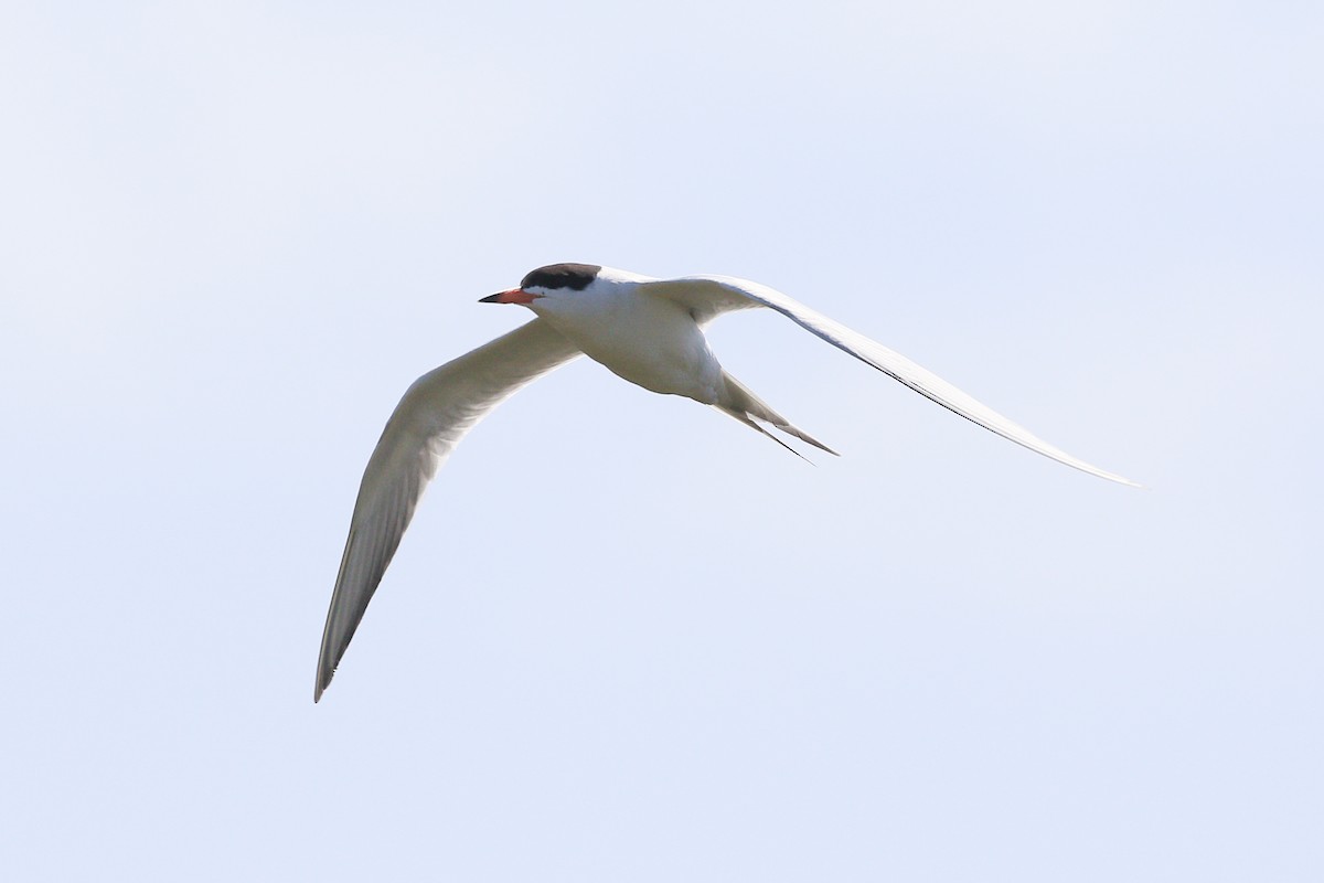 Forster's Tern - ML623694065