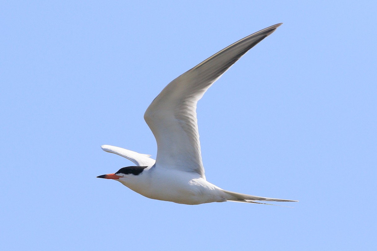 Forster's Tern - Sean Smith