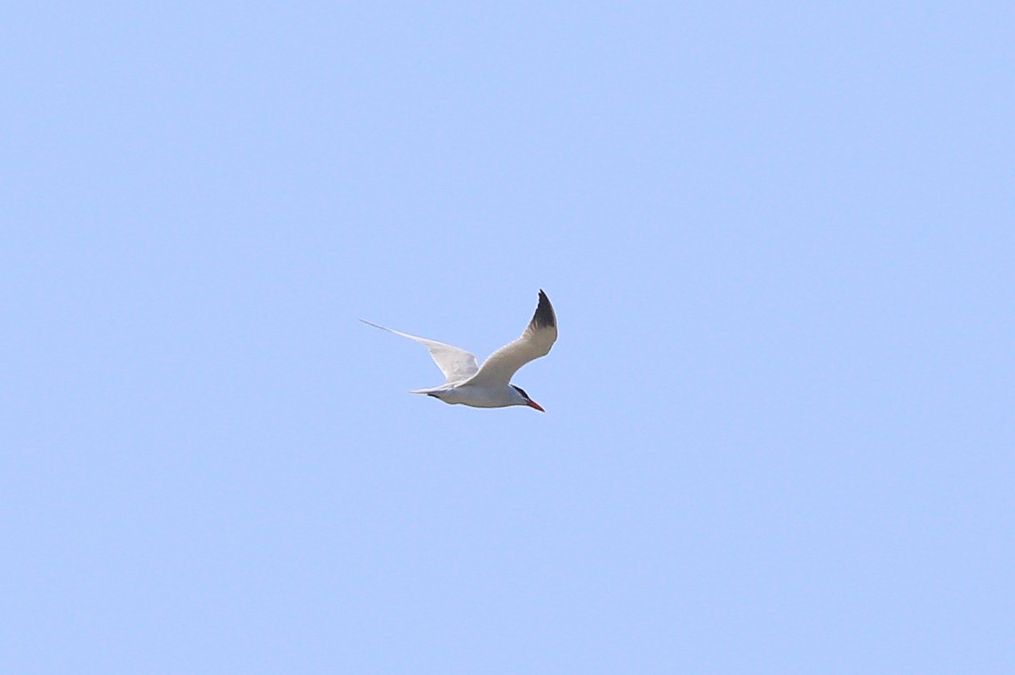 Caspian Tern - ML623694068