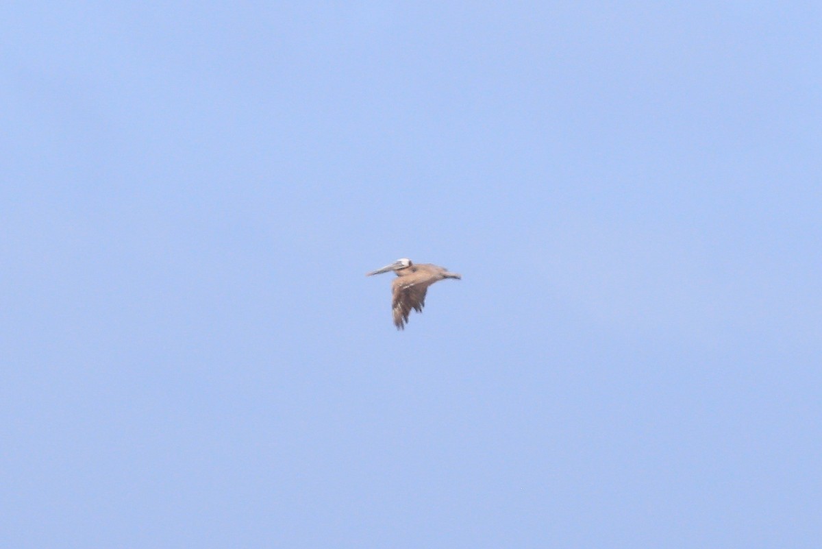 Brown Pelican - ML623694071