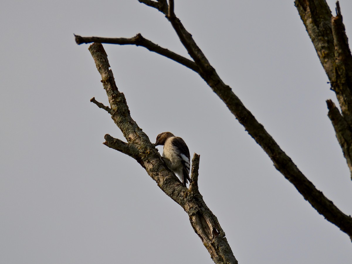 Red-headed Woodpecker - ML623694089