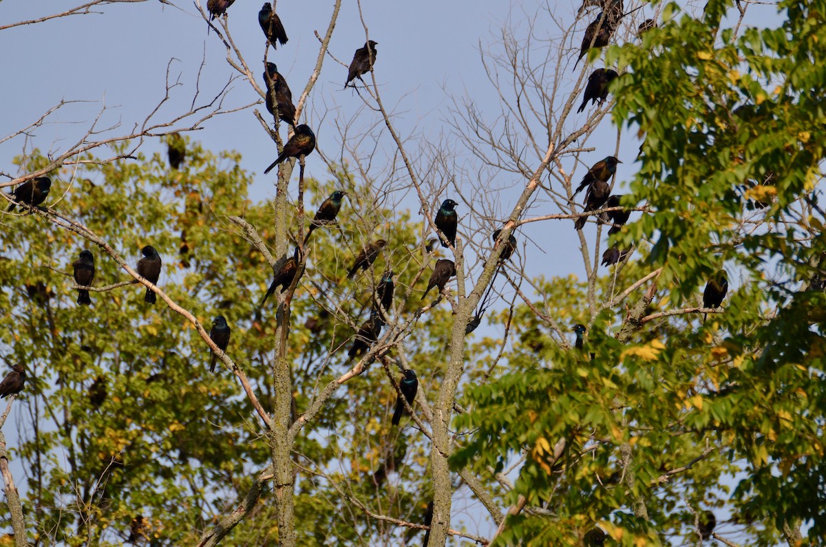 Common Grackle (Bronzed) - ML623694093