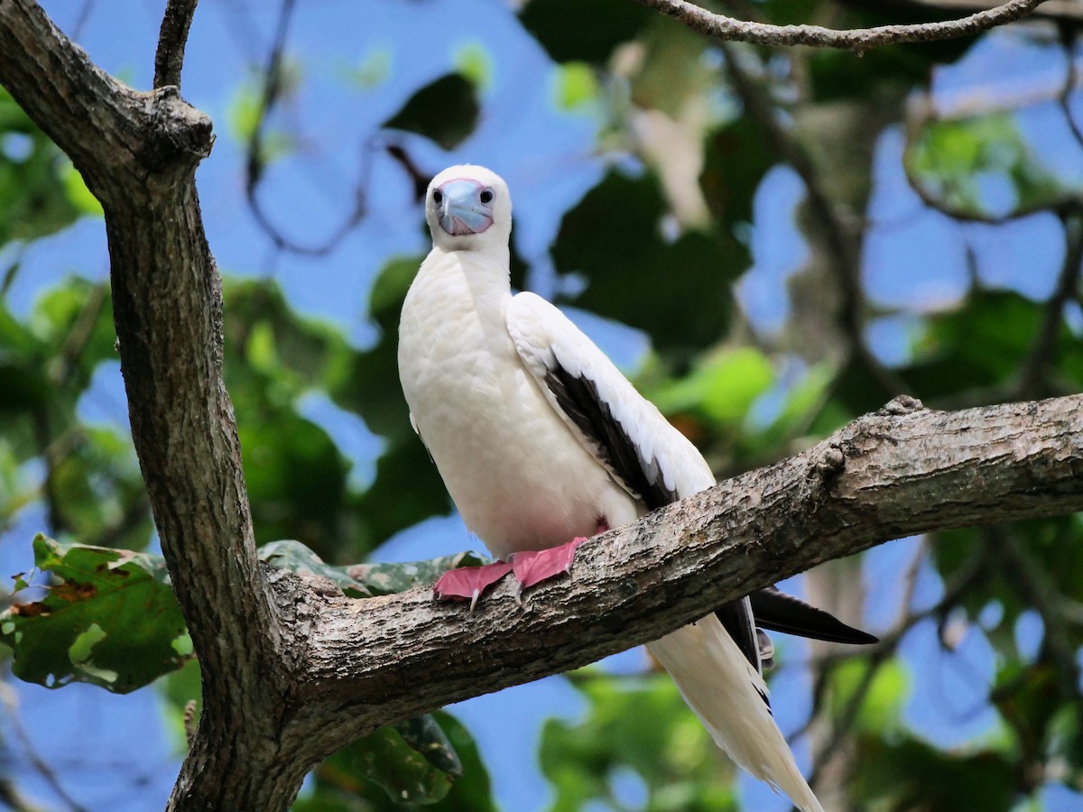 Red-footed Booby - ML623694113