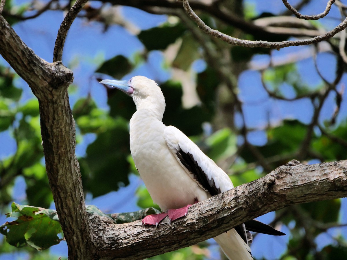 Red-footed Booby - ML623694114