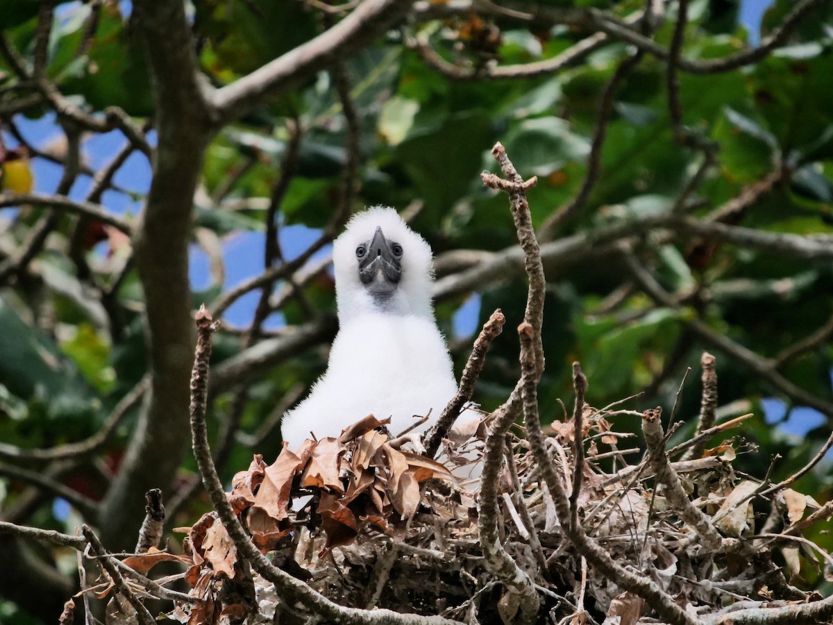 Red-footed Booby - ML623694115