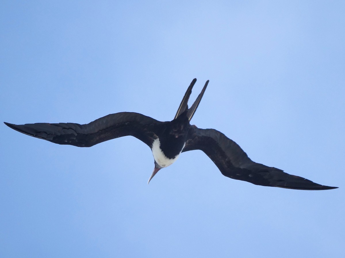 Great Frigatebird - Peter Lowe