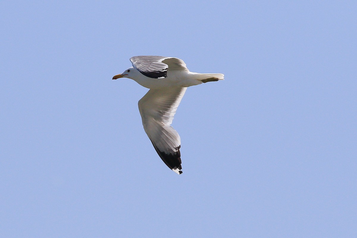 California Gull - ML623694133