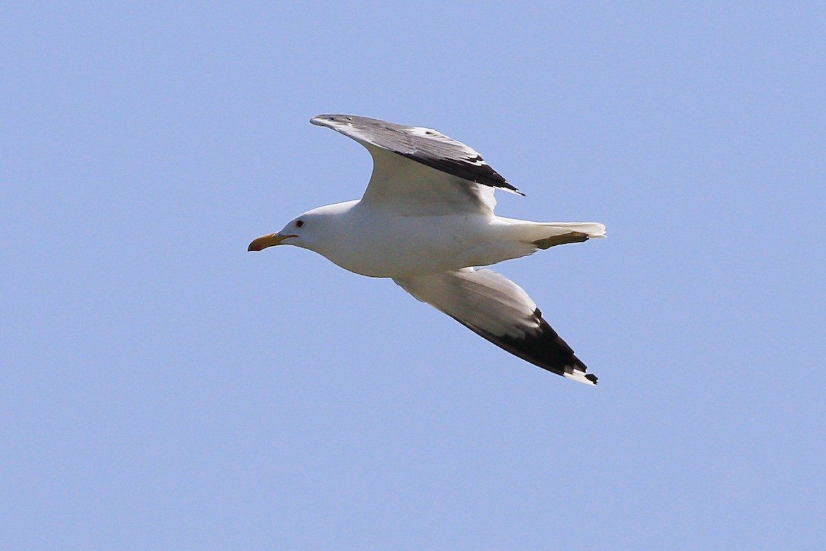 California Gull - ML623694134