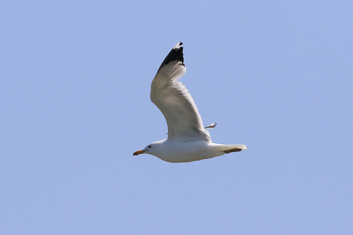 California Gull - ML623694135