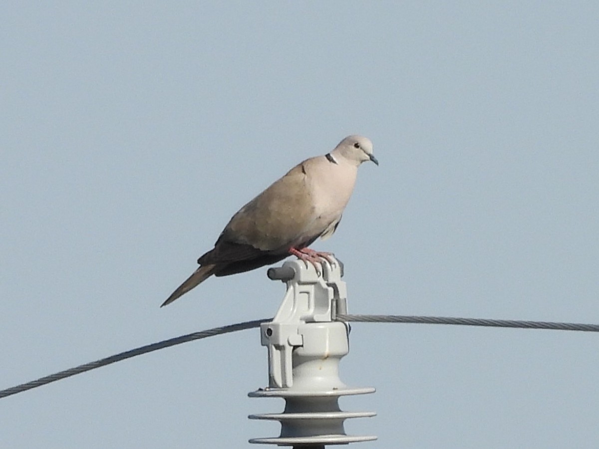 Eurasian Collared-Dove - ML623694141