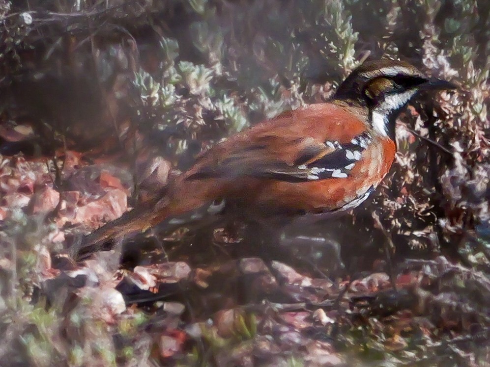 Cinnamon Quail-thrush - ML623694148