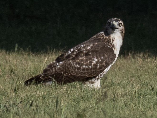 Red-tailed Hawk - ML623694205