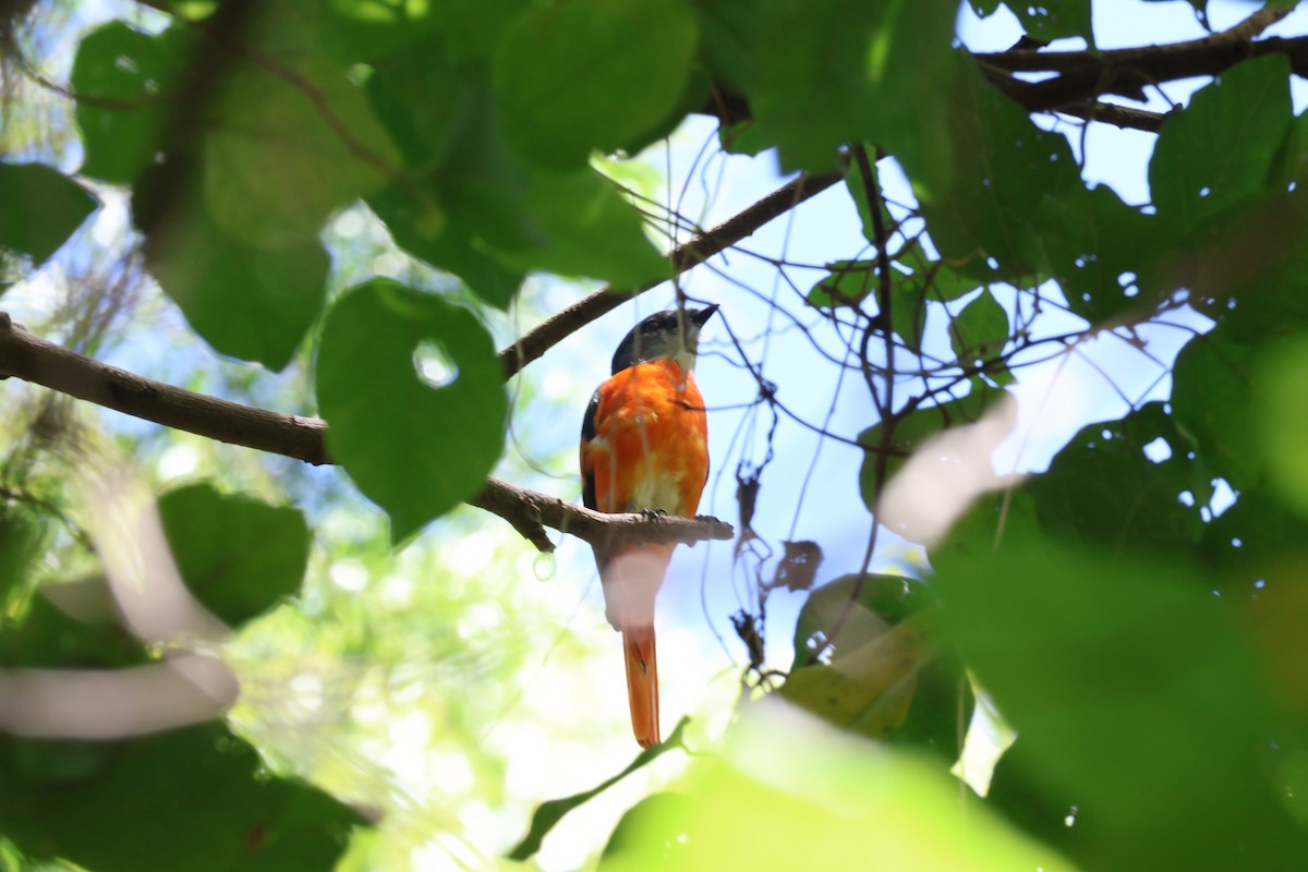 Gray-chinned Minivet - ML623694217