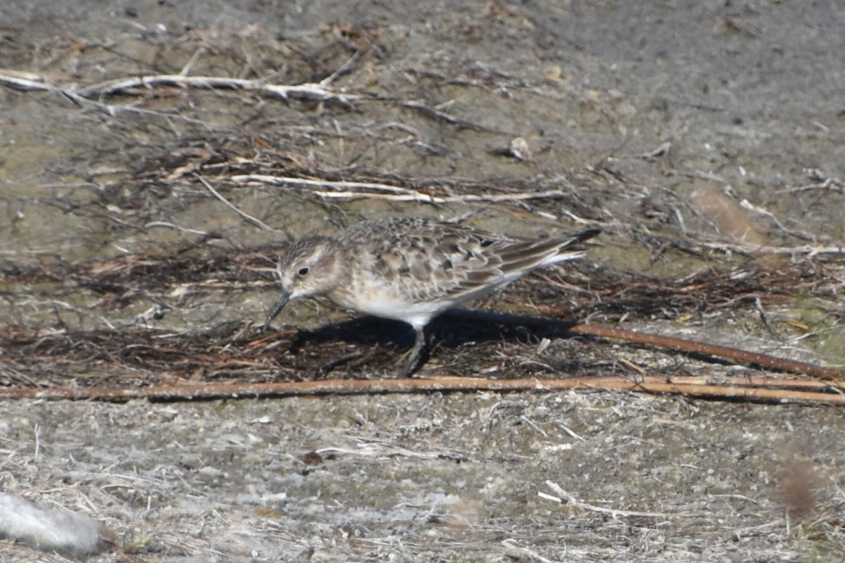 Baird's Sandpiper - ML623694339