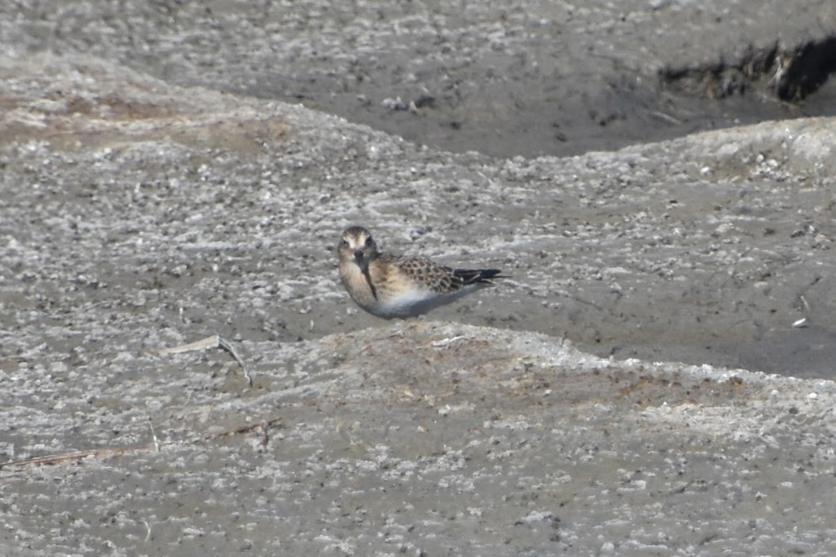 Baird's Sandpiper - ML623694340