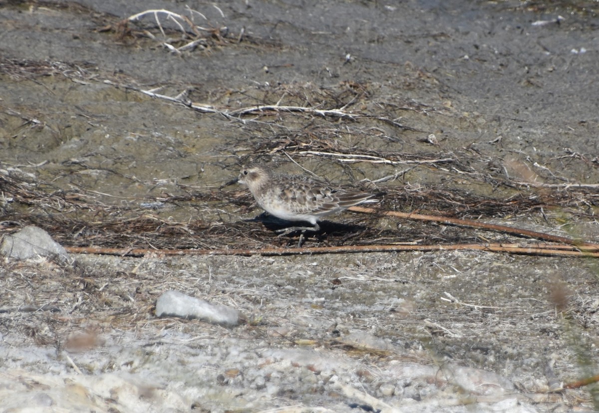 Baird's Sandpiper - ML623694341