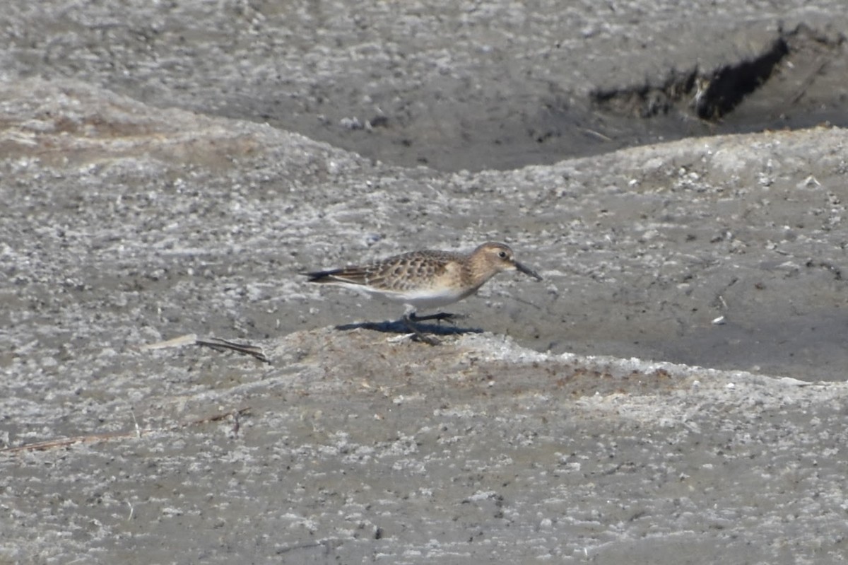 Baird's Sandpiper - ML623694342