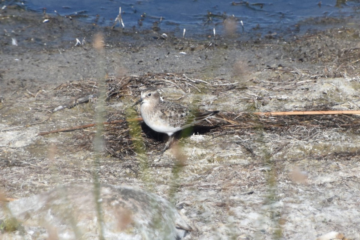 Baird's Sandpiper - ML623694343