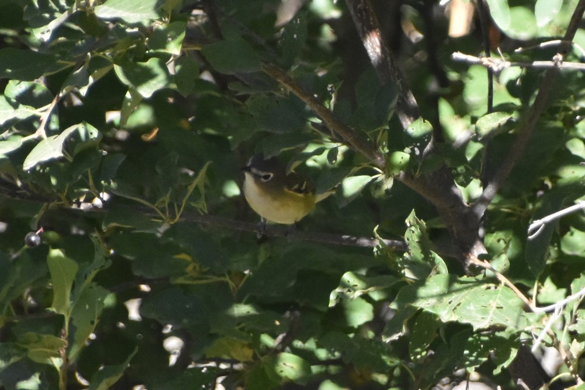 Blue-headed Vireo - ML623694350