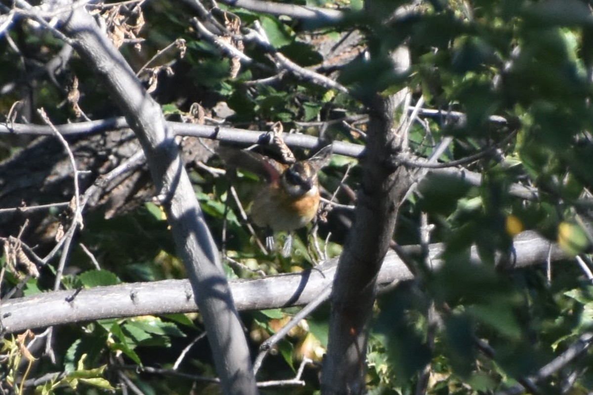 Rose-breasted Grosbeak - ML623694352