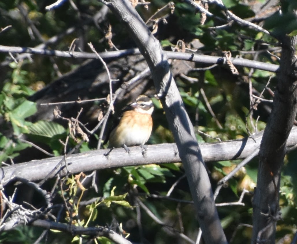 Rose-breasted Grosbeak - ML623694353