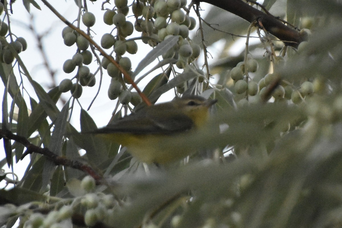 Philadelphia Vireo - Dalton Spencer