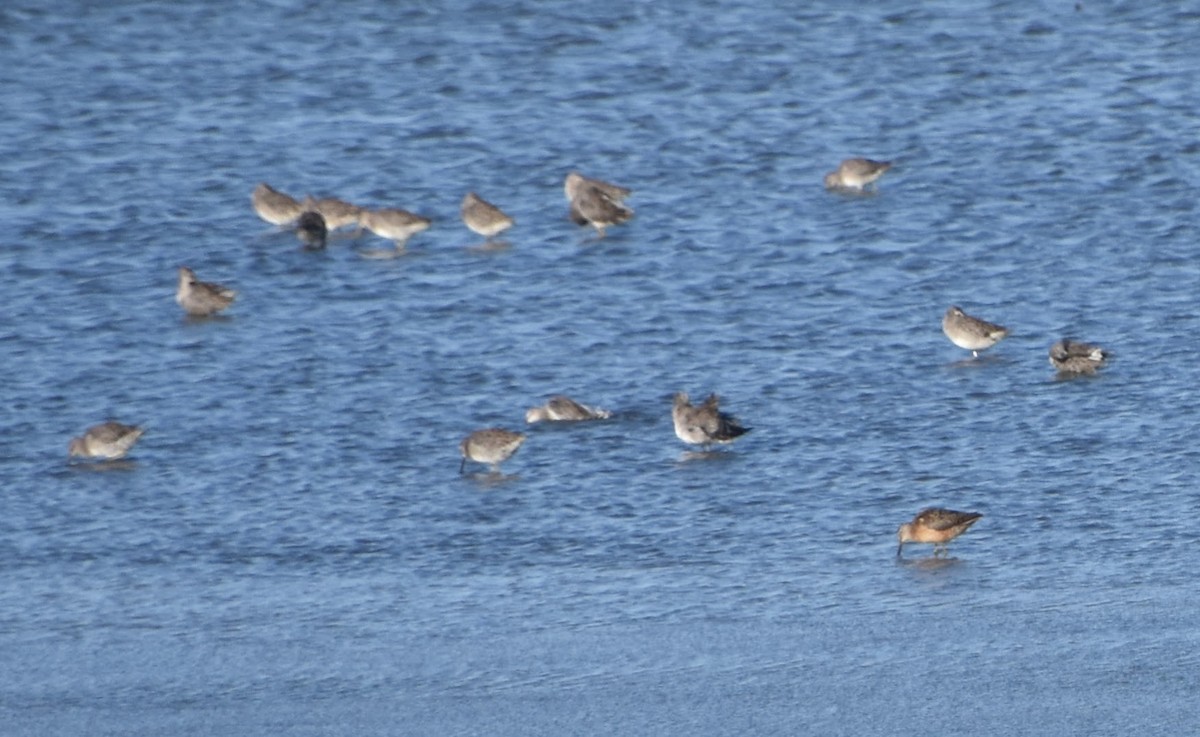 Long-billed Dowitcher - ML623694377