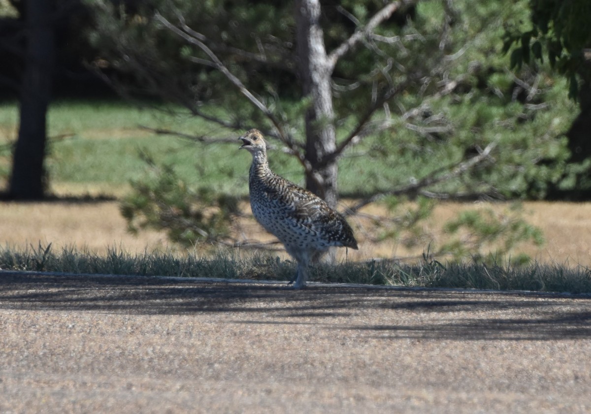 Sharp-tailed Grouse - ML623694396