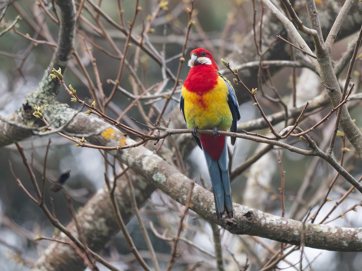 Rosella orientale - ML623694415