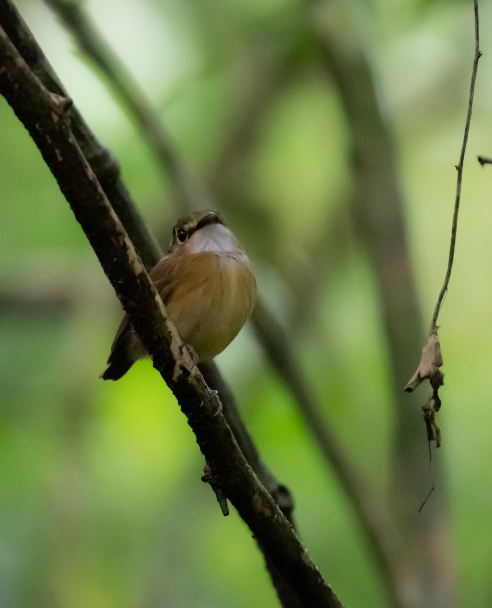 White-throated Spadebill - Gustavo Rojas