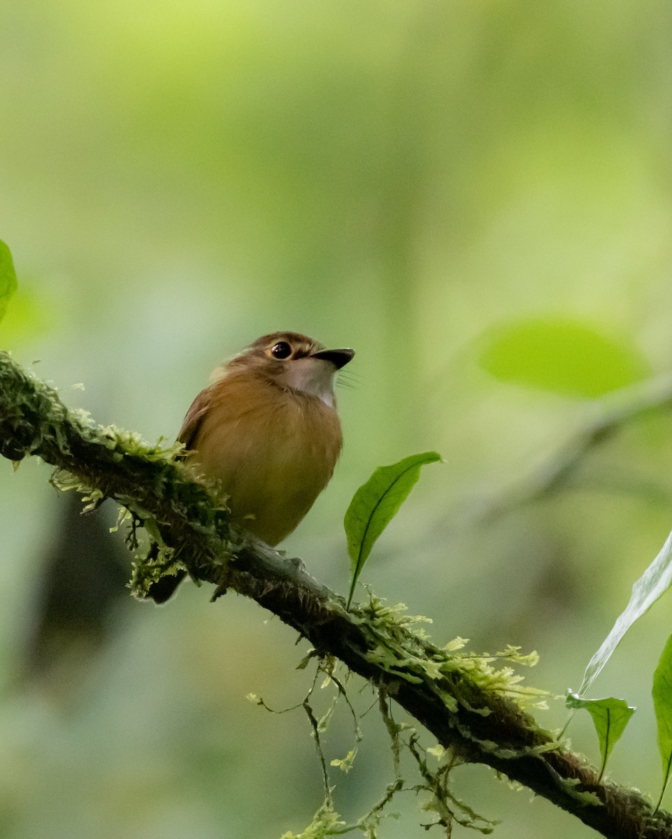 White-throated Spadebill - Gustavo Rojas