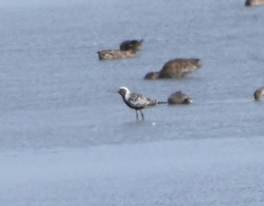 Black-bellied Plover - ML623694451