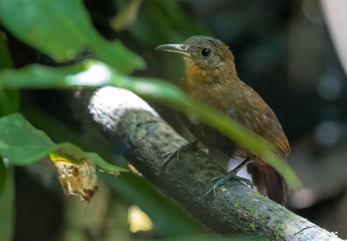 Middle American Leaftosser - ML623694453