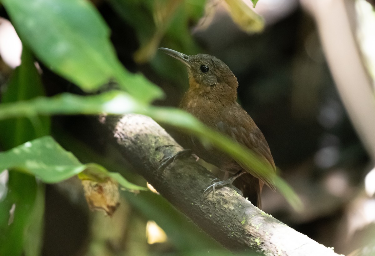 Middle American Leaftosser - ML623694455