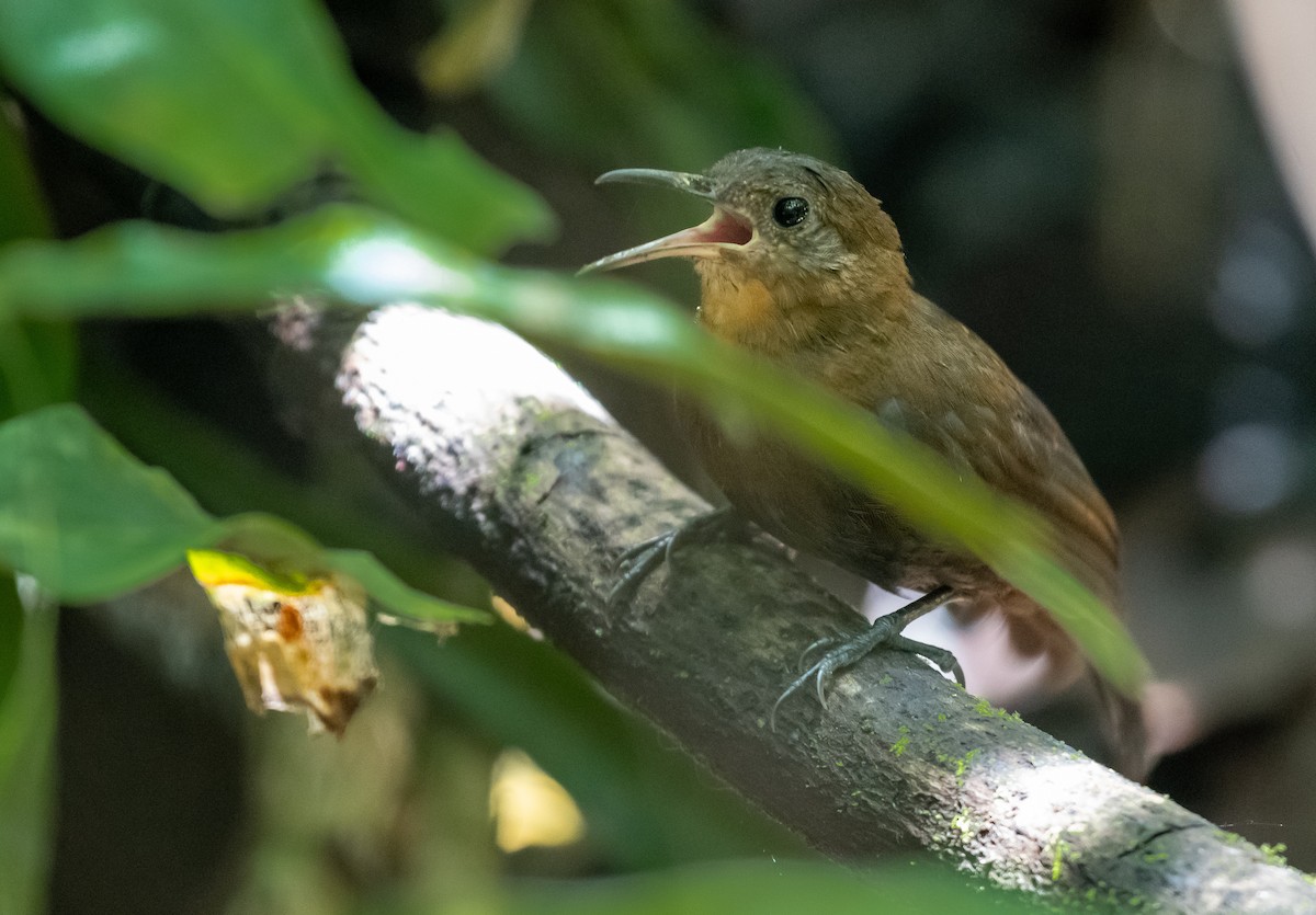 Middle American Leaftosser - ML623694456