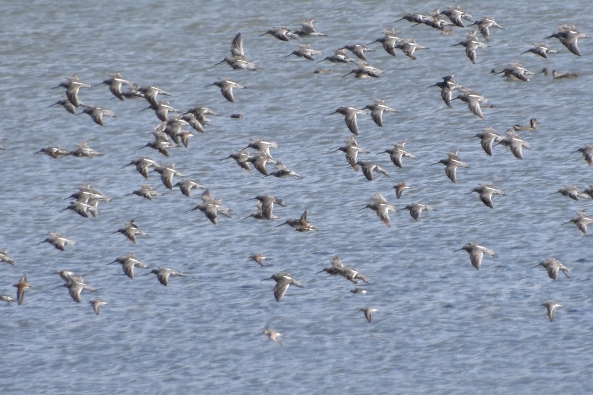 Long-billed Dowitcher - ML623694457