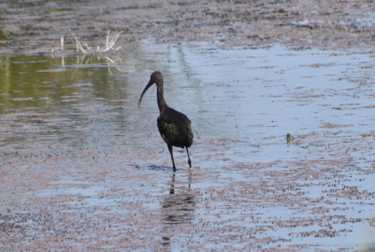 White-faced Ibis - ML623694475