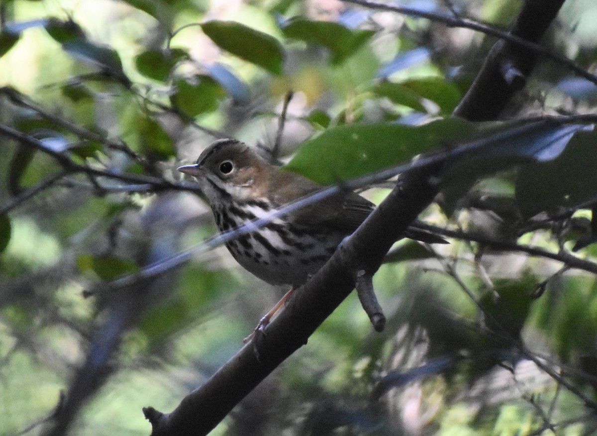 Ovenbird - ML623694489