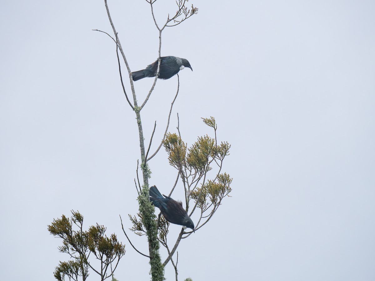 Mielero Tui - ML623694503