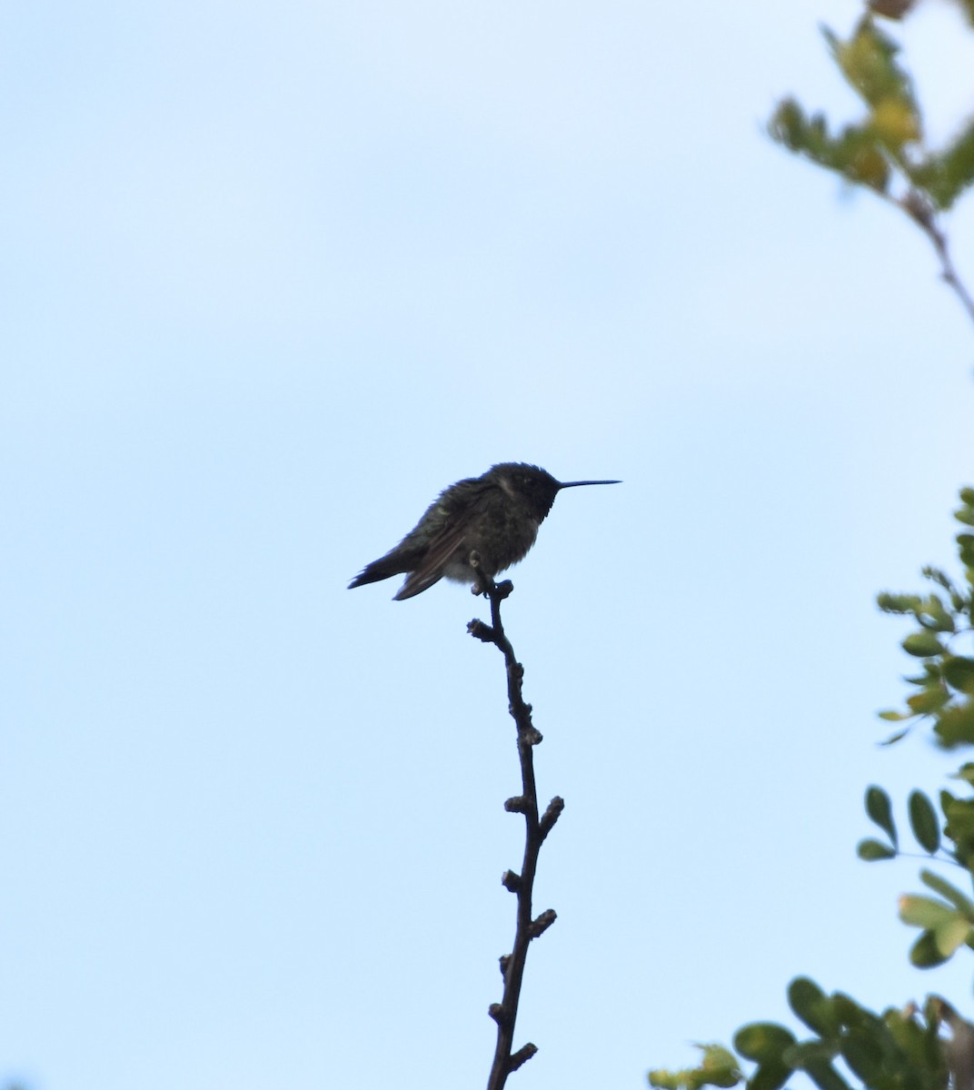 Ruby-throated Hummingbird - ML623694504