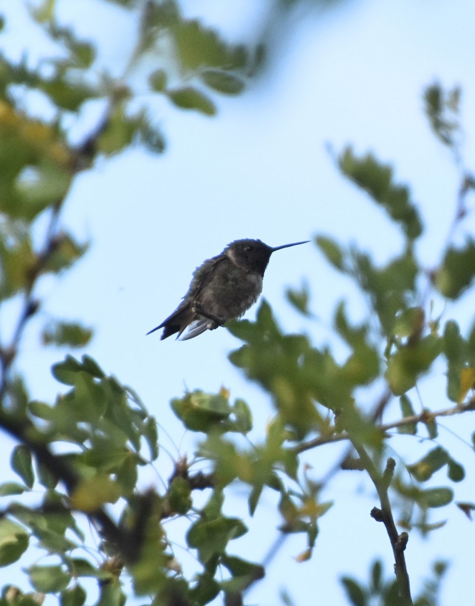 Yakut Boğazlı Kolibri - ML623694505