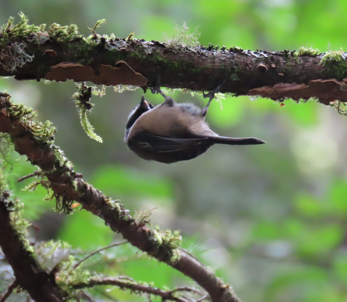 Black-capped Chickadee - ML623694508