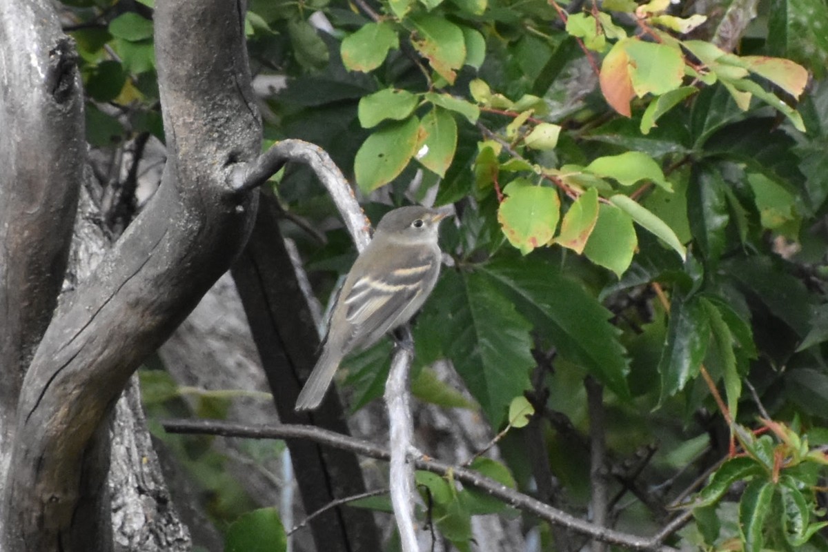 Alder Flycatcher - ML623694509