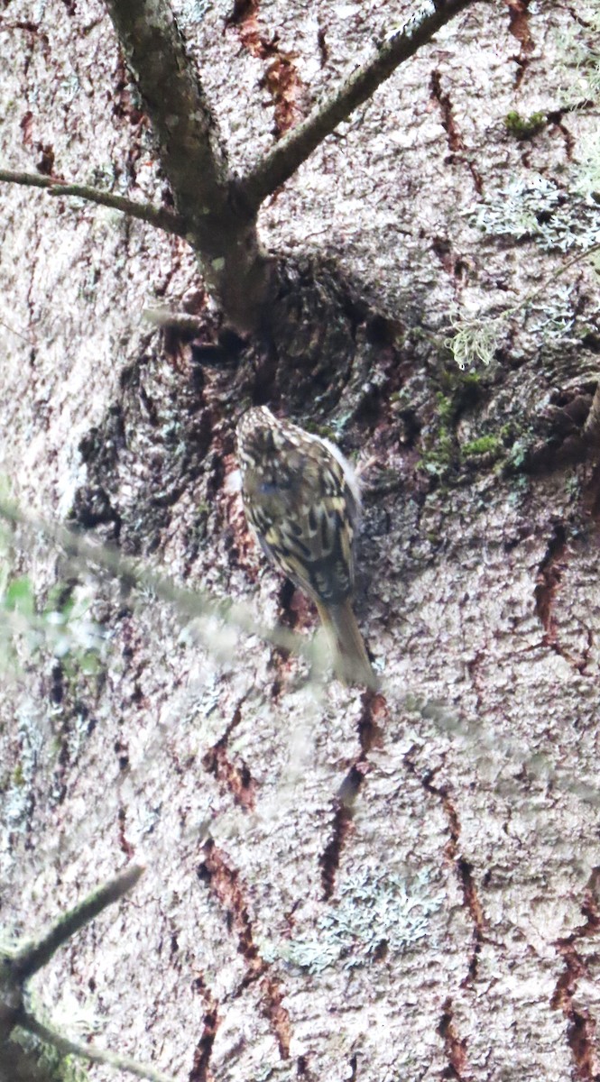 Brown Creeper - ML623694512