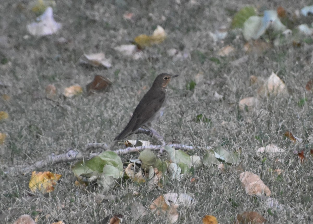 Swainson's Thrush - ML623694514