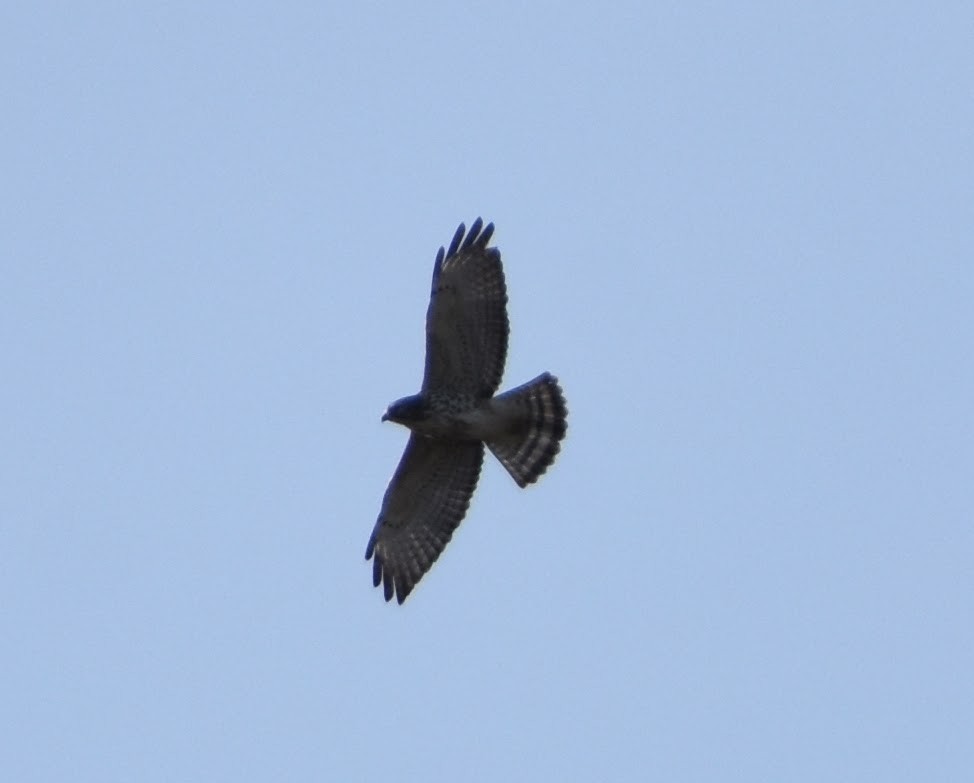 Broad-winged Hawk - ML623694516